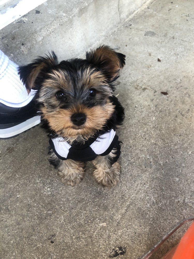 Yorkshire Terrier puppy in tuxedo-style vest, sitting on concrete, looking up with a curious expression.