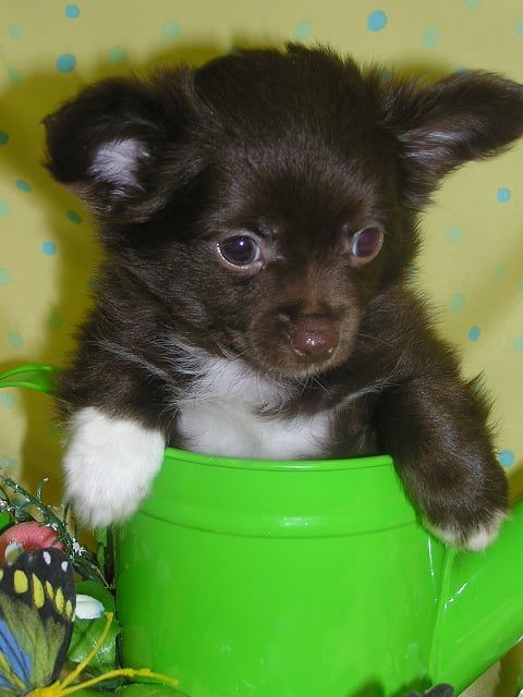 Brown puppy with white paws in a green watering can.