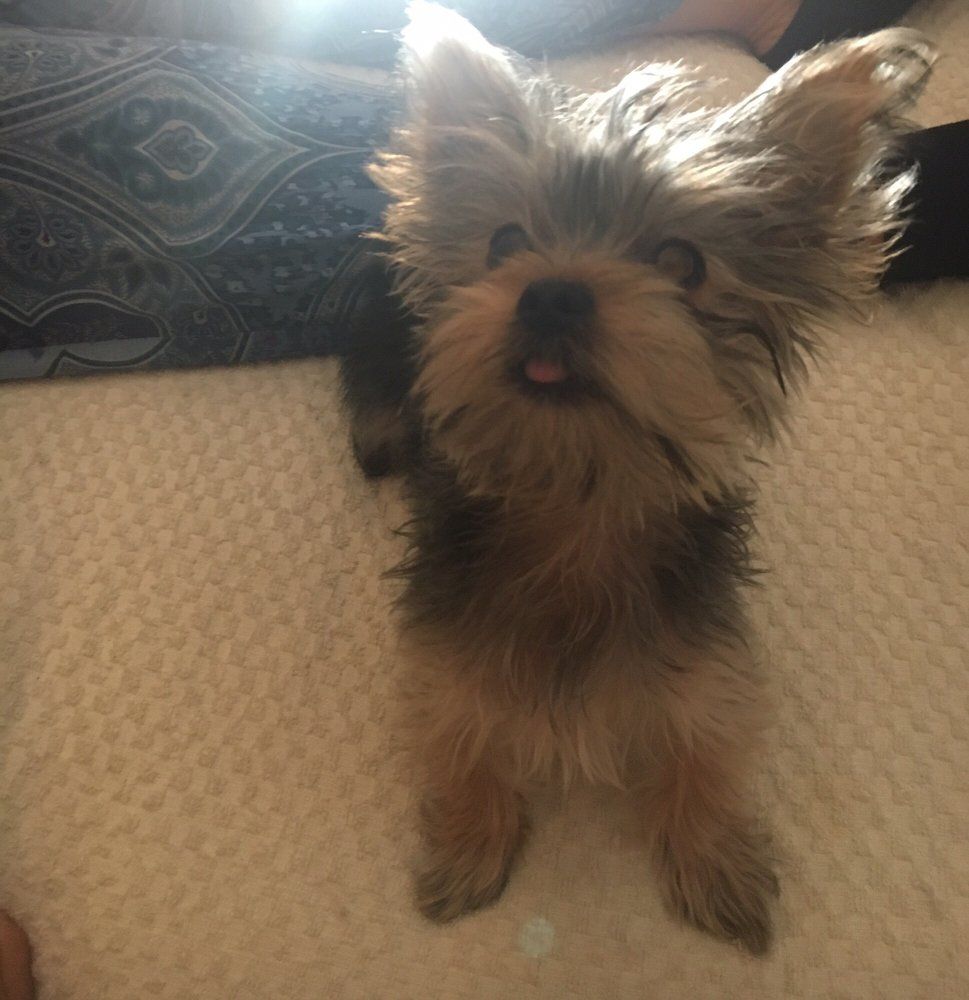 Yorkshire Terrier puppy with tongue out, sitting on a cream-colored surface, looking at the camera.