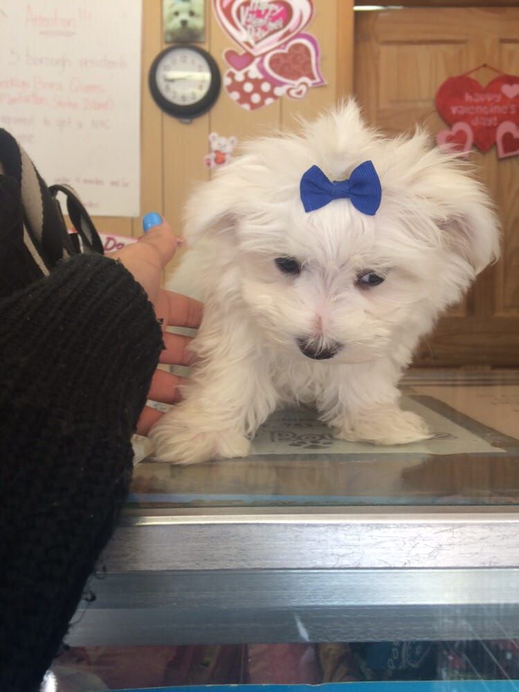 White Maltese puppy with blue bow on head, being petted on a glass surface.