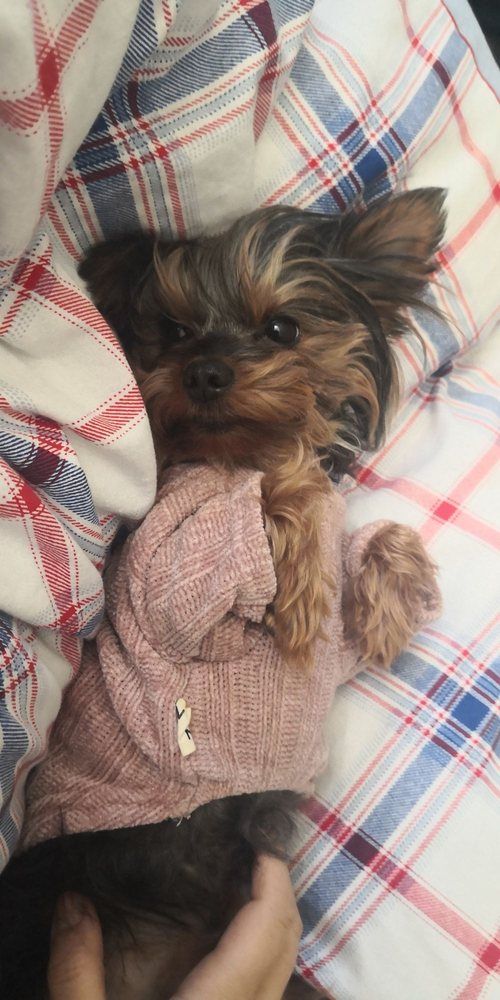 Yorkshire Terrier wearing a pink sweater, lying on plaid bedding.