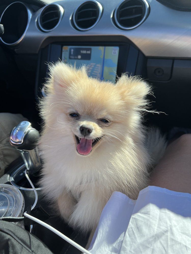Happy Pomeranian dog in a car, smiling with tongue out, light fur, next to a gear stick.