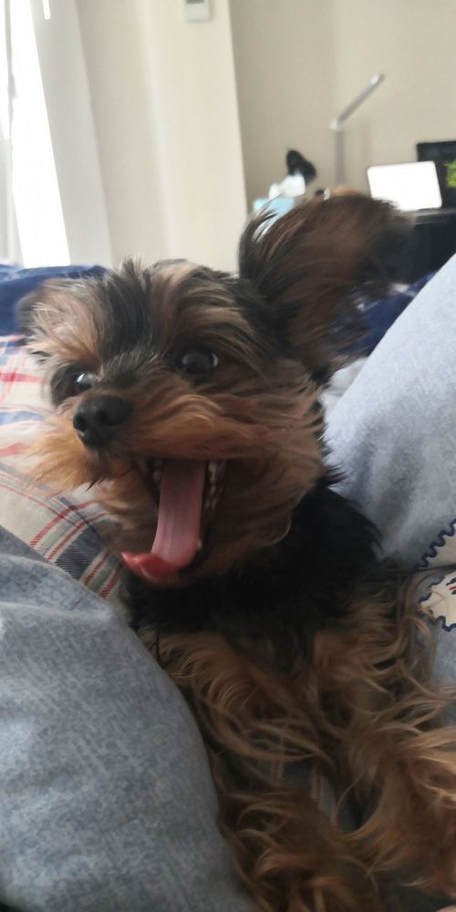 Yorkshire Terrier yawning, lying on a blue and white blanket.