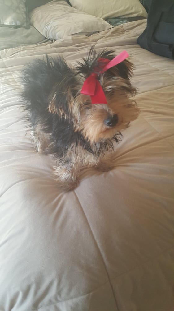 Yorkie puppy with a red bow, lying on a bed with beige bedding.