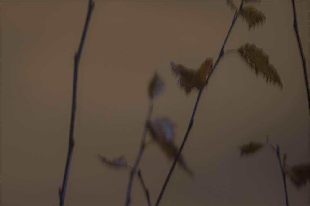 SUNouSAN - visual artist - The Night Fly - nature - emotions