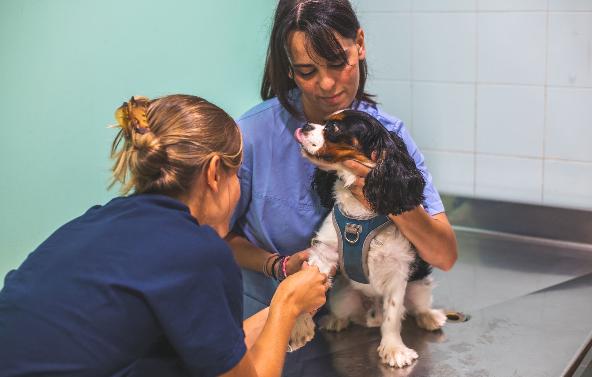 Due veterinarie stanno visitando un cane su un tavolo.