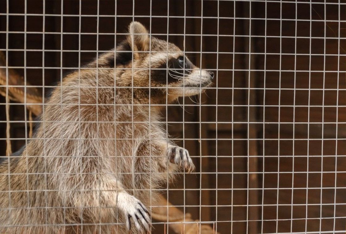 An image of Wildlife Removal Services in Garland, TX