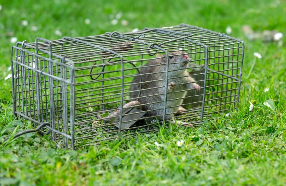 An image of Wildlife Removal Services in Garland, TX