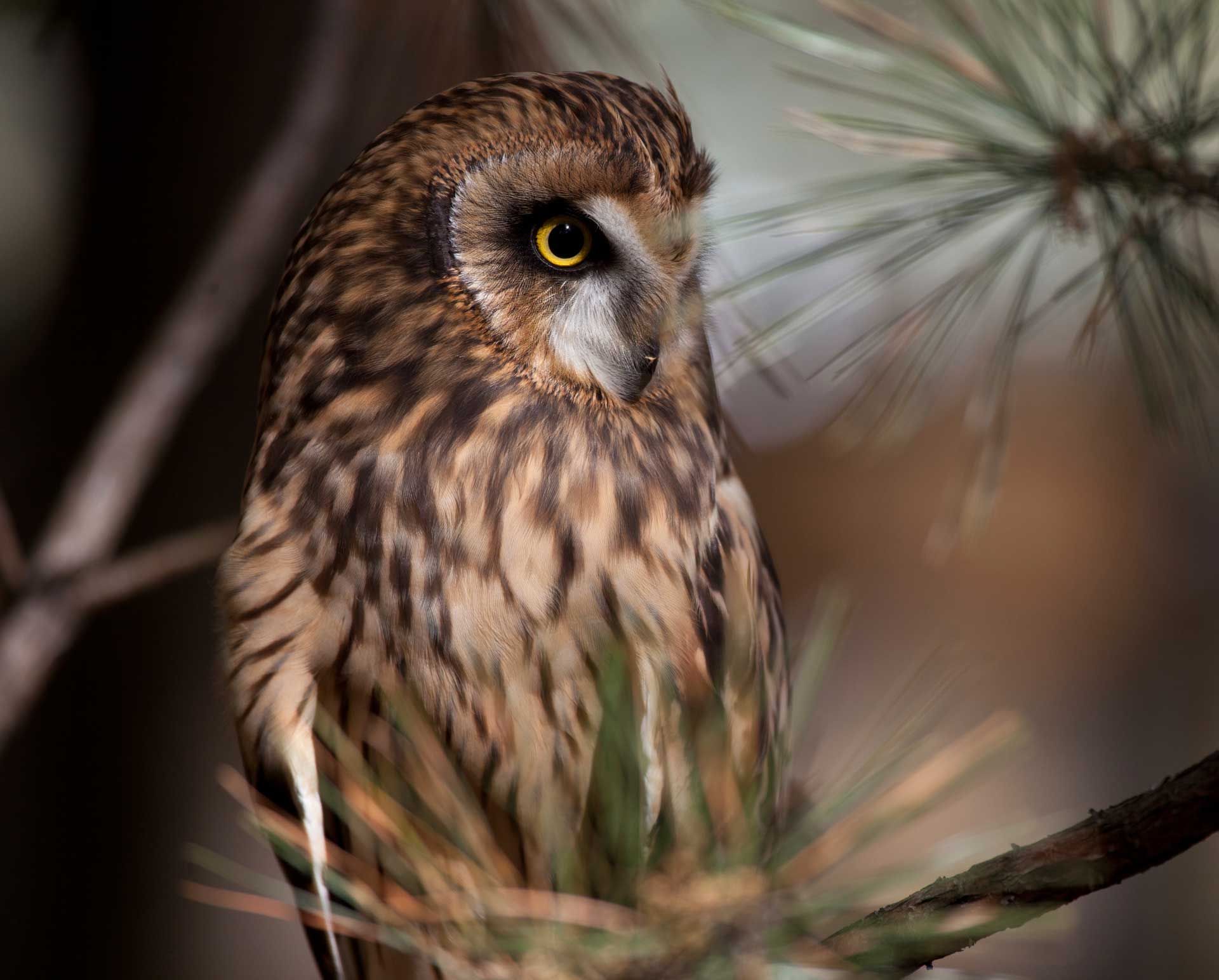 Owl — Spokane, WA — Hunter Veterinary Clinic