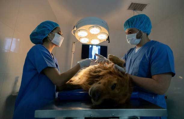 Surgical Expertise — Spokane, WA — Hunter Veterinary Clinic