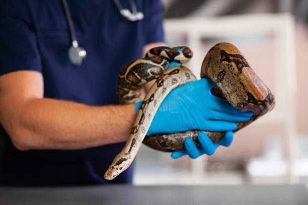 Reptile — Spokane, WA — Hunter Veterinary Clinic