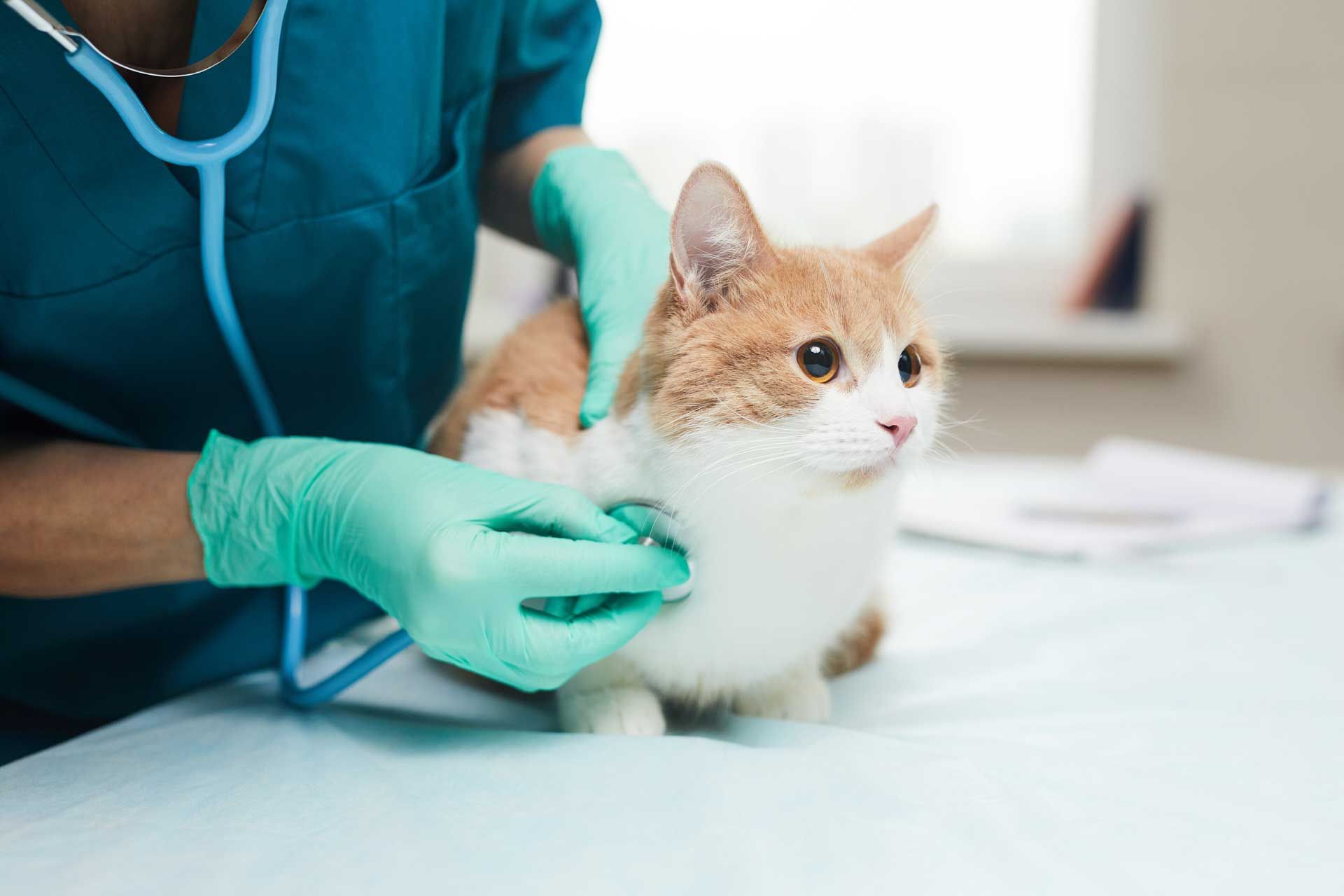 General Veterinary Care — Spokane, WA — Hunter Veterinary Clinic
