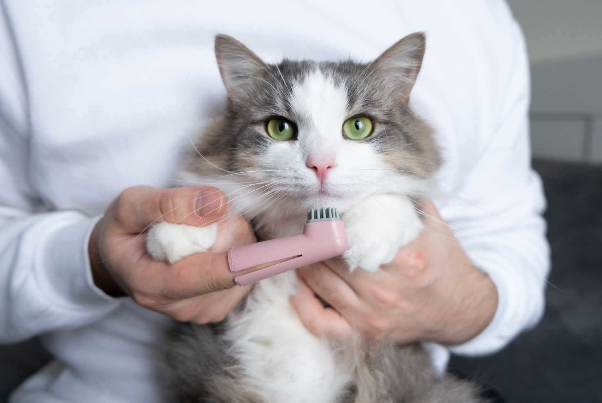 Dental Health Education — Spokane, WA — Hunter Veterinary Clinic
