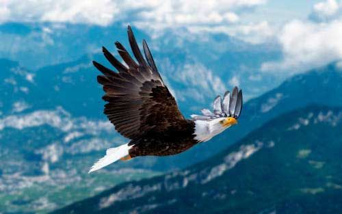 Eagle — Spokane, WA — Hunter Veterinary Clinic