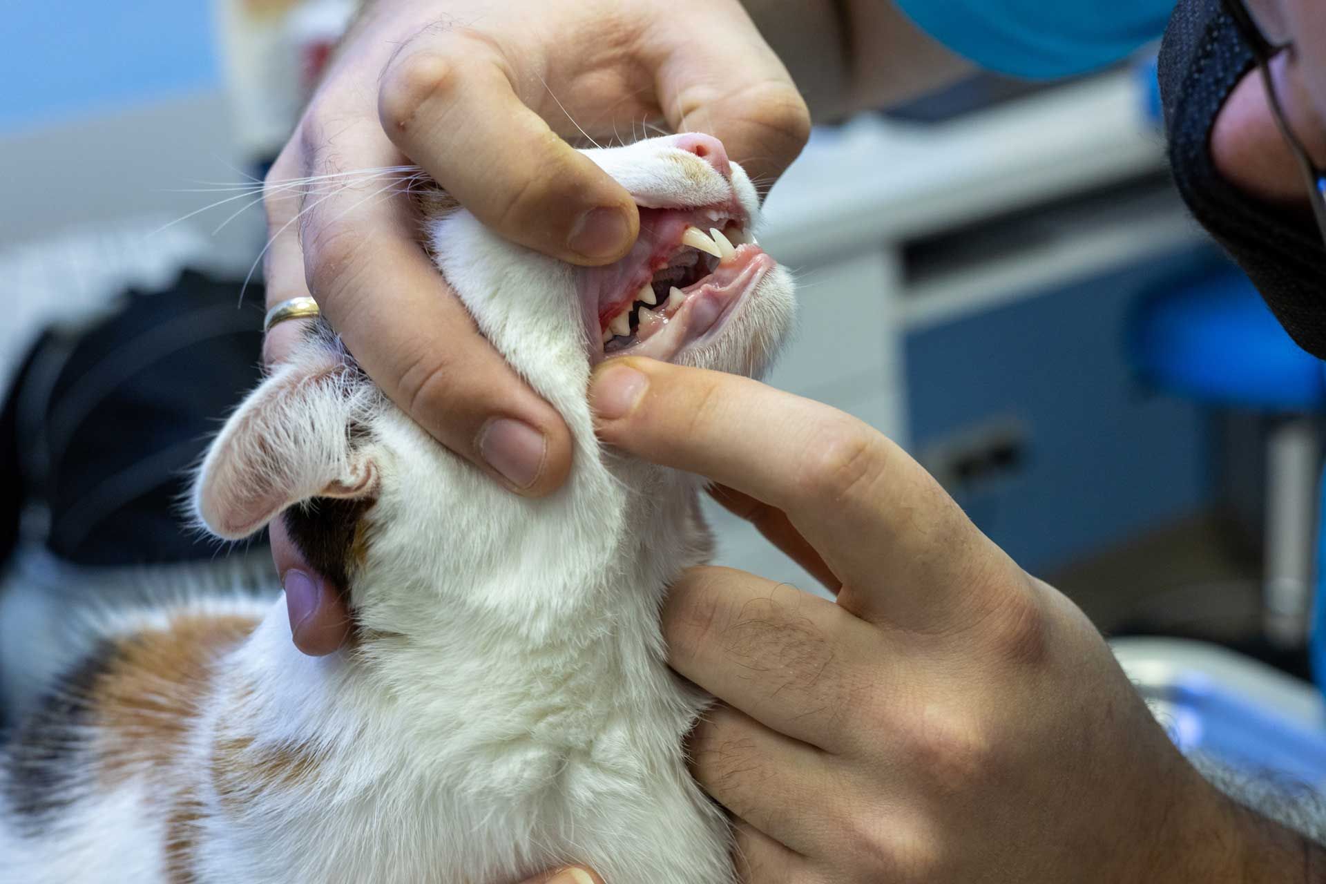 Comprehensive Oral Examination — Spokane, WA — Hunter Veterinary Clinic