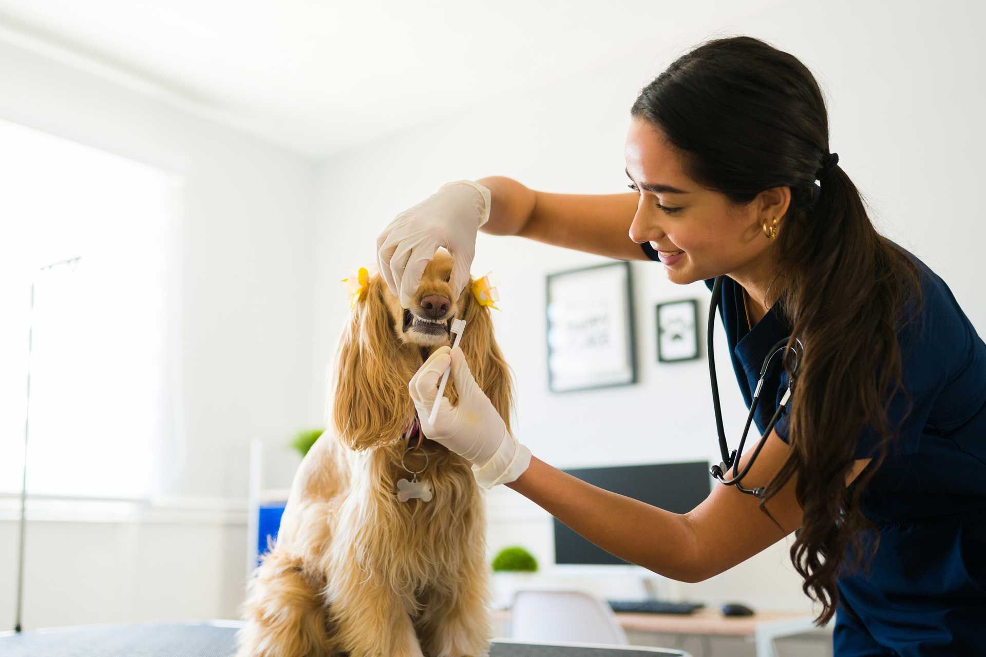 Professional Dental Cleaning — Spokane, WA — Hunter Veterinary Clinic