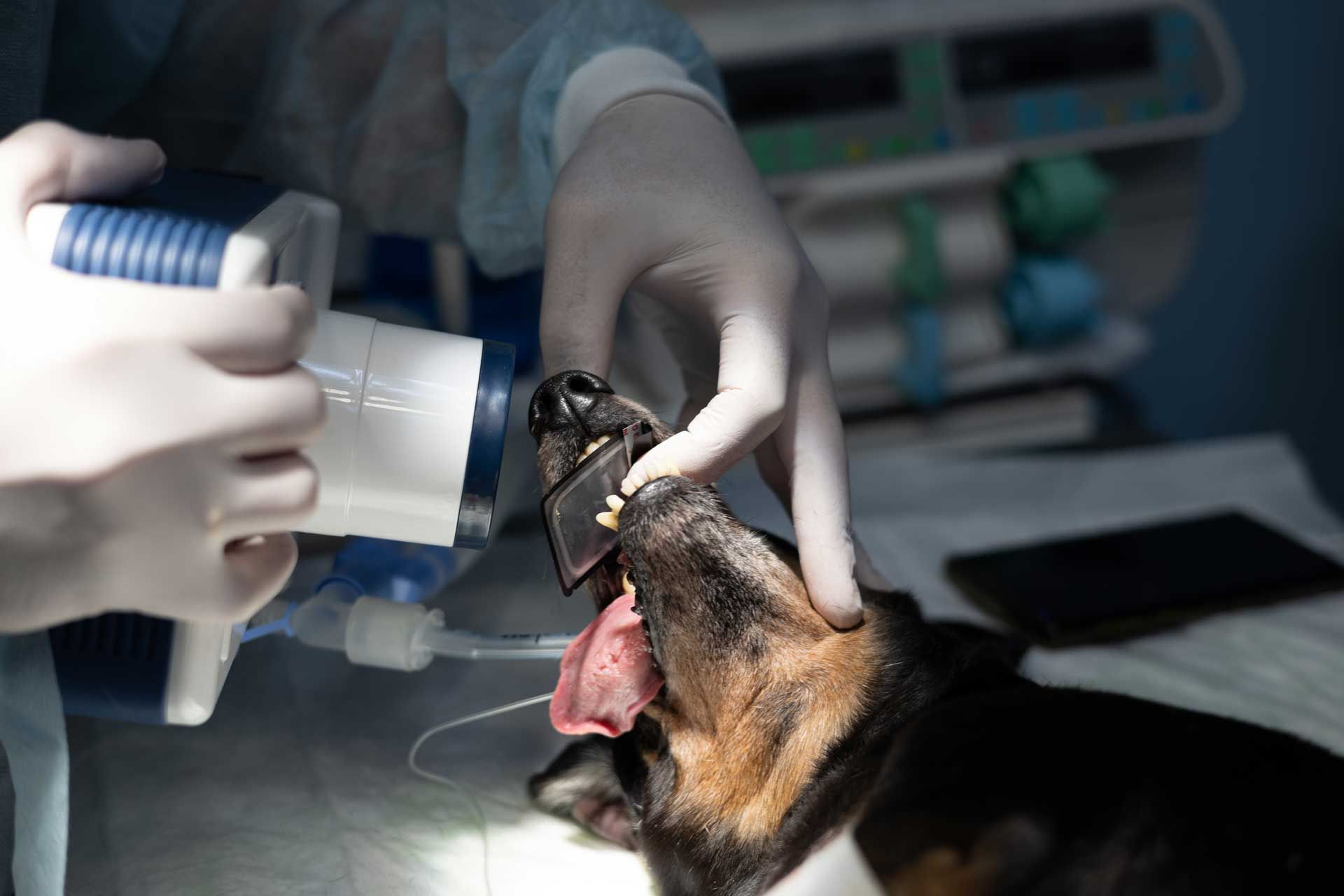Dental X-ray — Spokane, WA — Hunter Veterinary Clinic