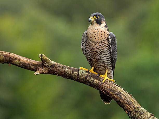 Falcon — Spokane, WA — Hunter Veterinary Clinic