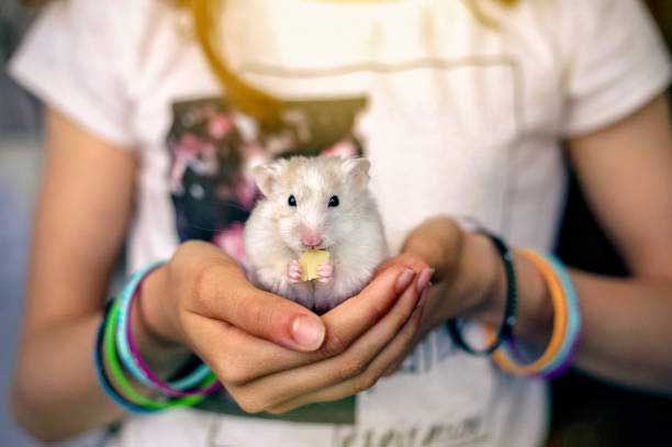 Small Mammal — Spokane, WA — Hunter Veterinary Clinic
