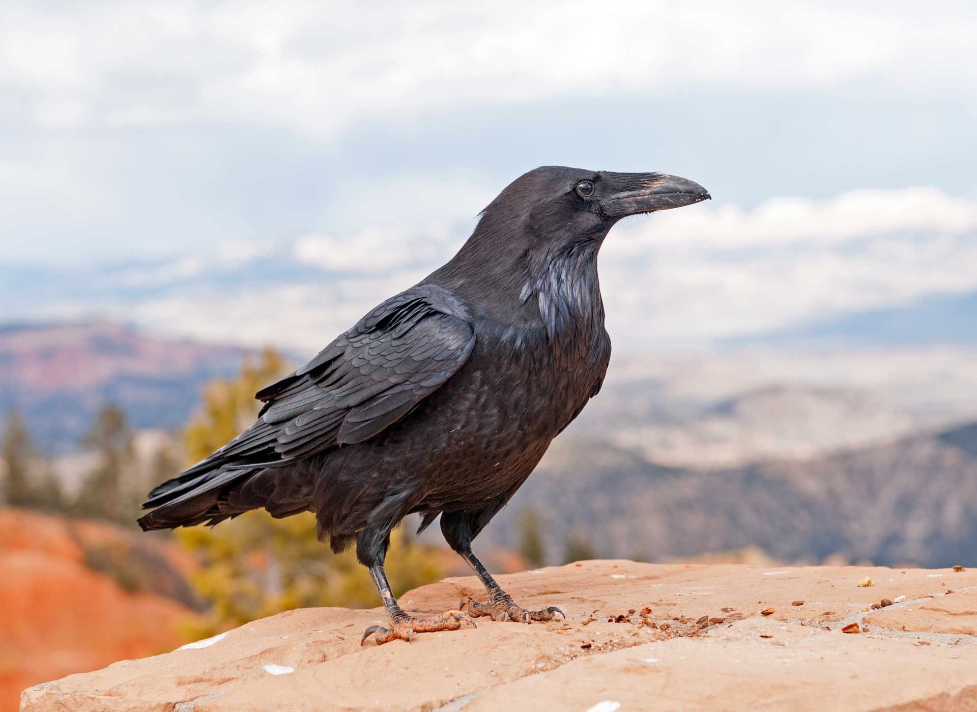 Raven — Spokane, WA — Hunter Veterinary Clinic