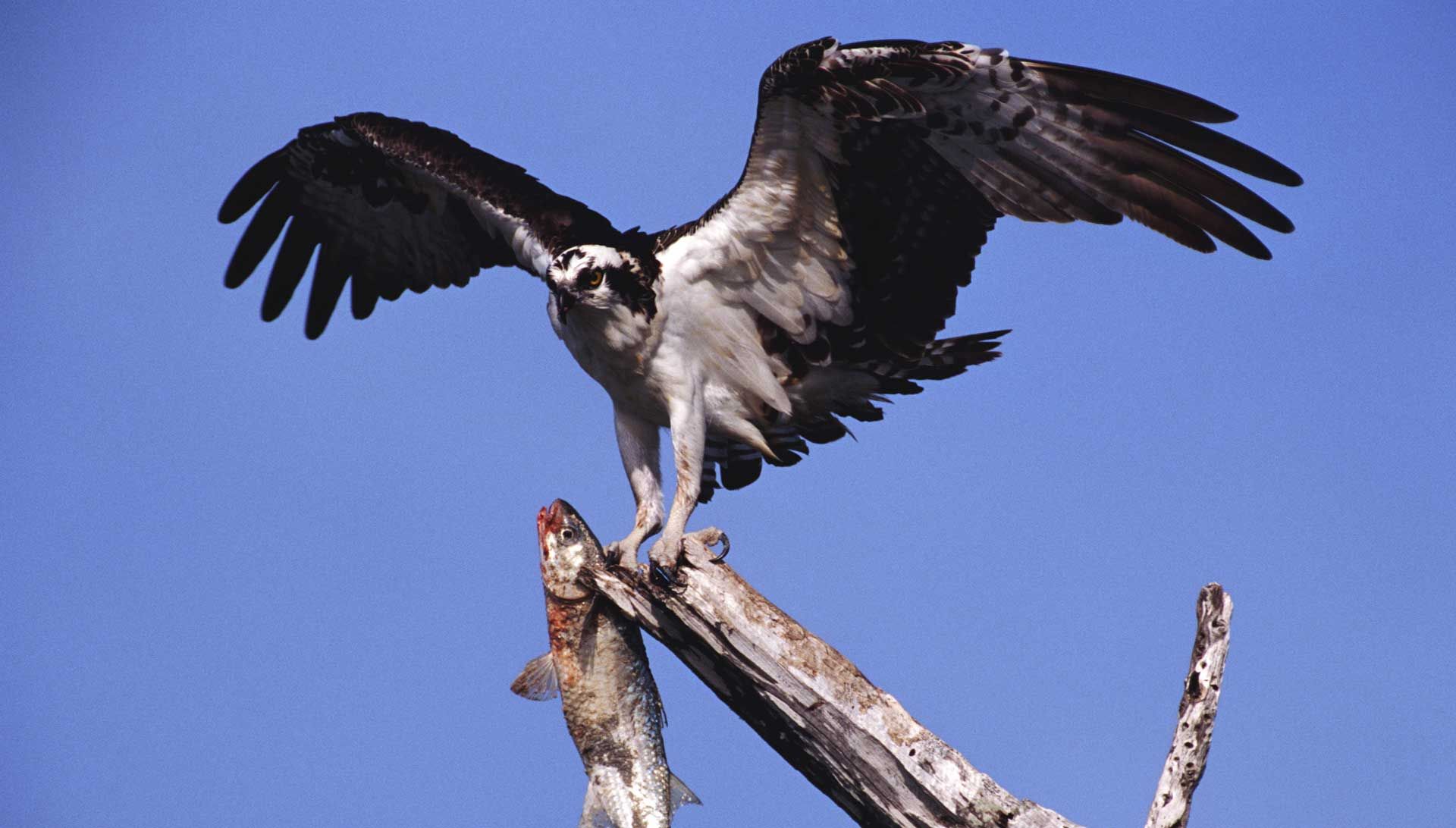 Osprey — Spokane, WA — Hunter Veterinary Clinic