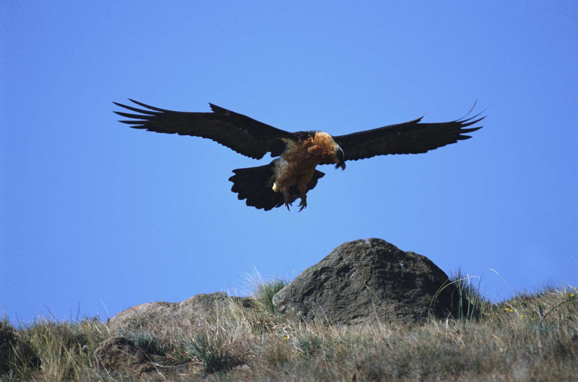 Vulture — Spokane, WA — Hunter Veterinary Clinic