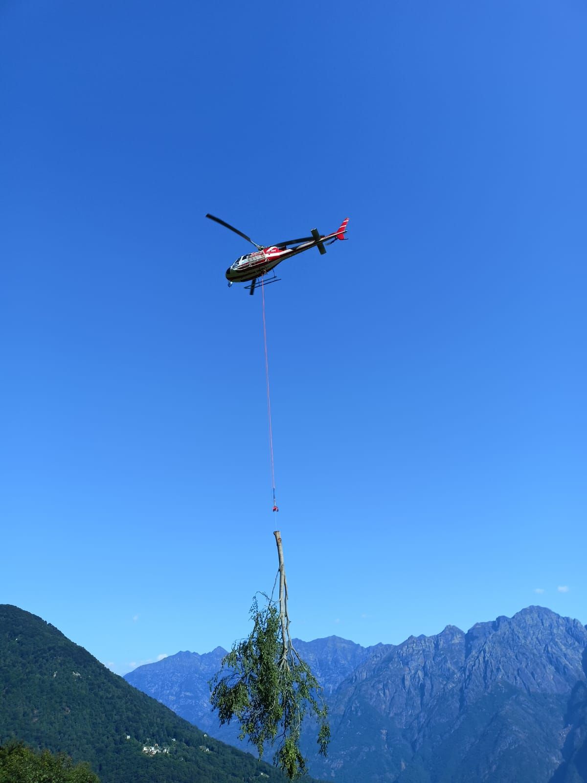 tree climbing