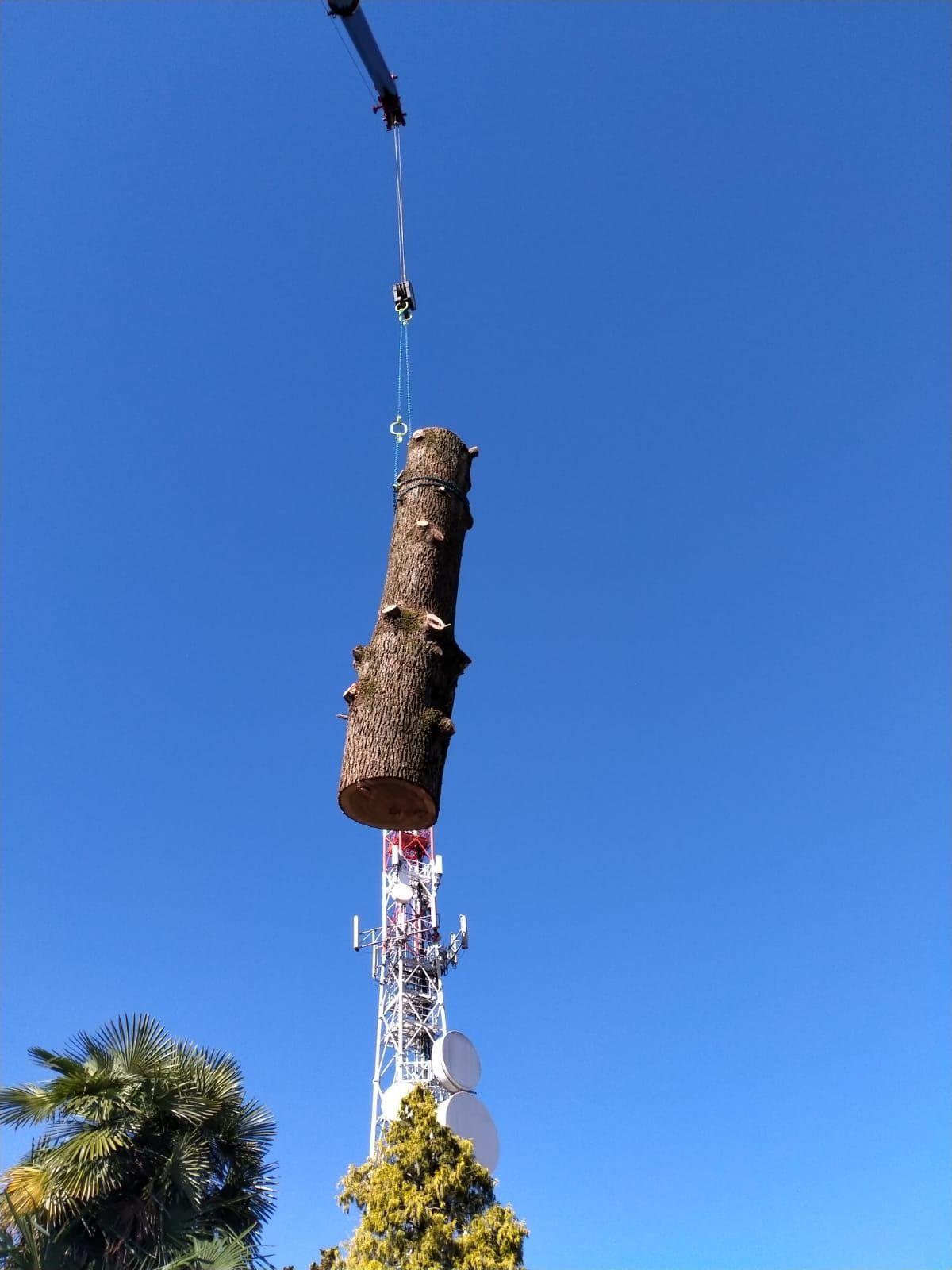 potatura alto fusto