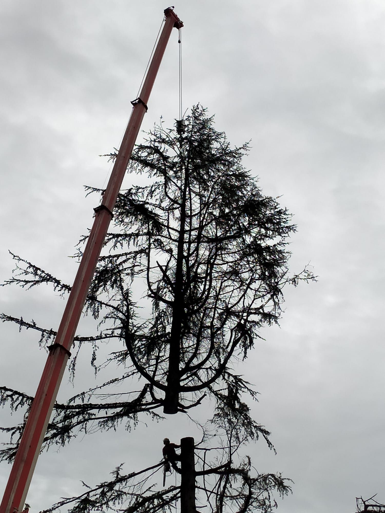 lavori forestali
