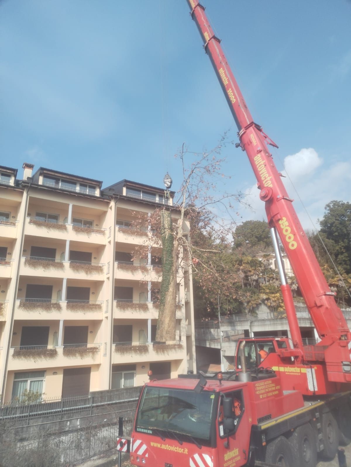 smaltimento albero