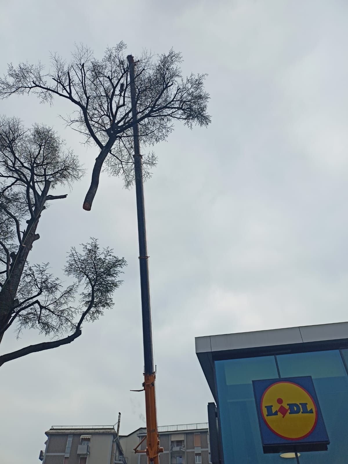 potatura albero