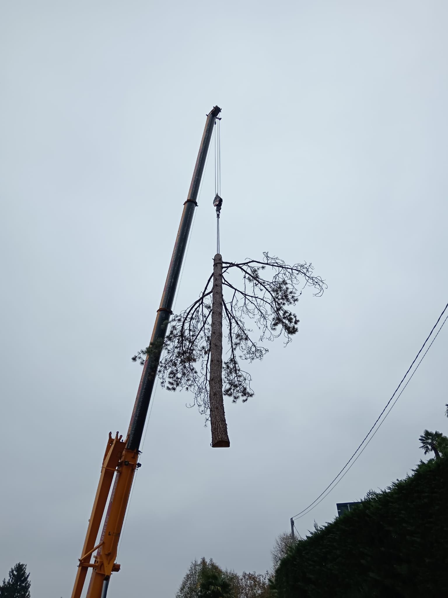 potatura albero