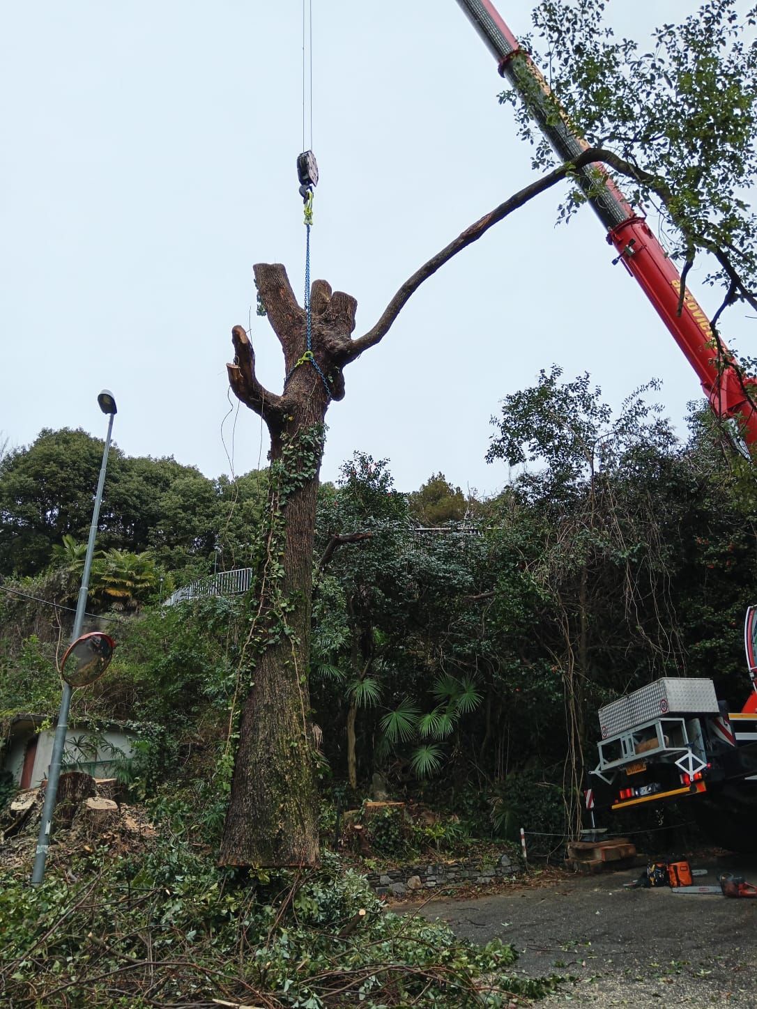 potatura albero