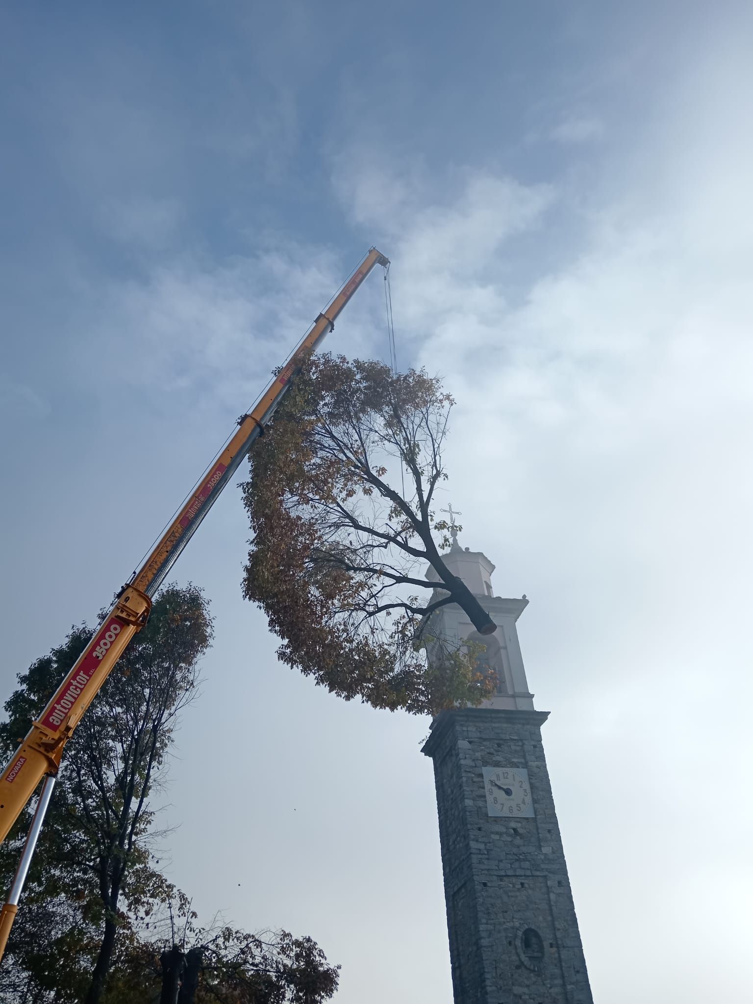 smaltimento albero