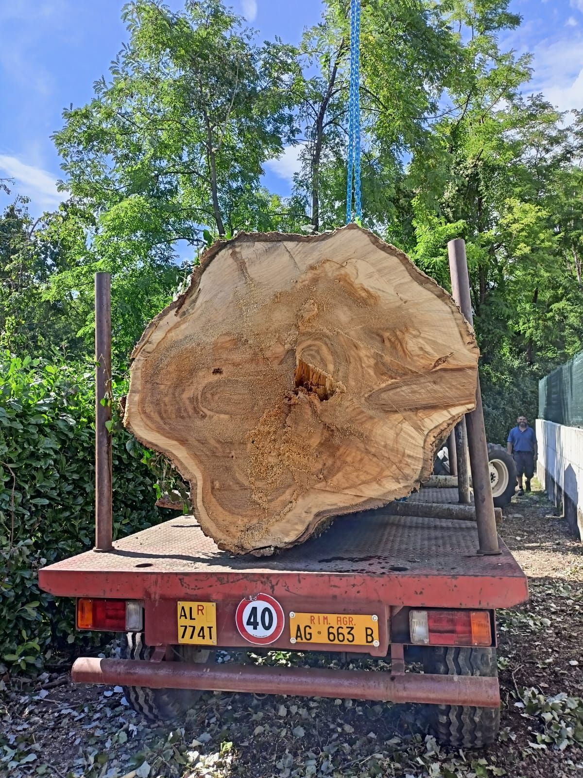albero potato