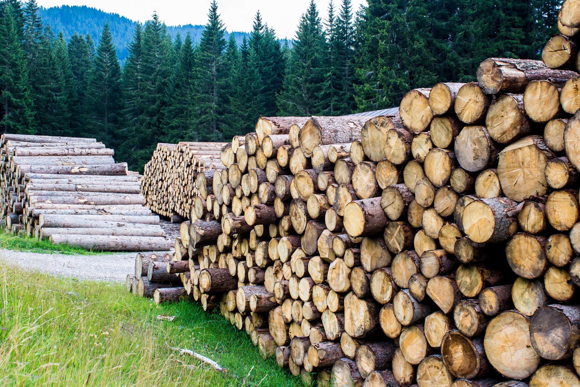 lavori forestali