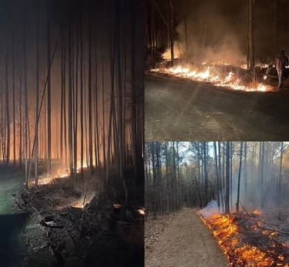 Wildfire burns along a wooded trail, with flames and smoke among tall trees.