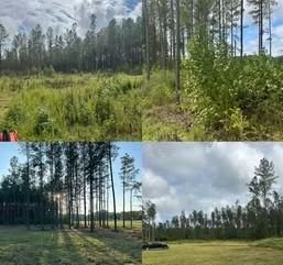Three landscape views of a grassy clearing and tall pine trees under a cloudy sky