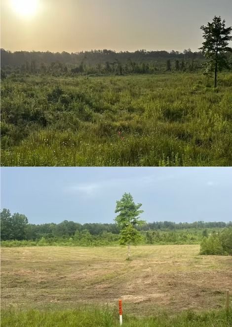 Two views of a grassy field: lush green above, recently mowed below, with a lone tree and forest edge.