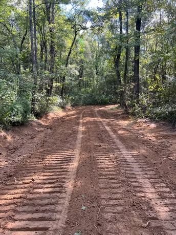 Rutted dirt road through a wooded forest, with sunlight filtering through tall trees.
