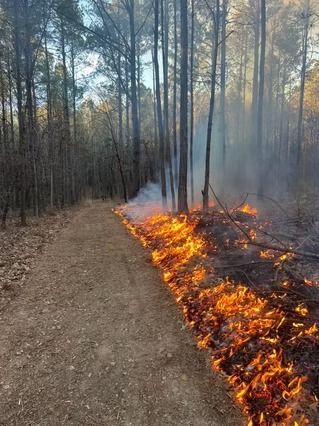 Line of grass fire burning along a forest edge beside a dirt path, with smoke rising among tall trees.