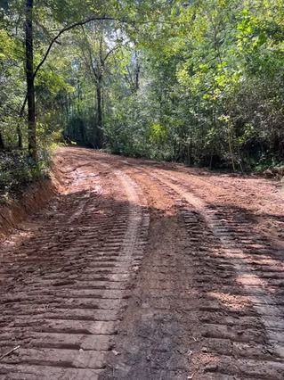 Rutted dirt road curving through a sunlit wooded area with dense green trees