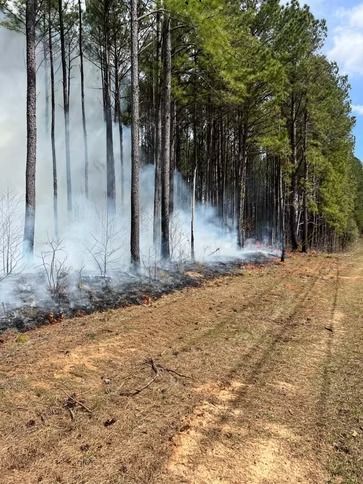 Smoke from a low forest fire along a pine tree line beside a dirt road