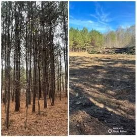 Split view of a pine forest before and after a burn, with charred ground on the right.