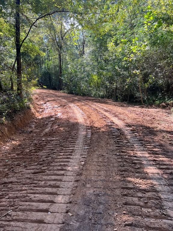 Rutted dirt road curving through a sunlit wooded forest
