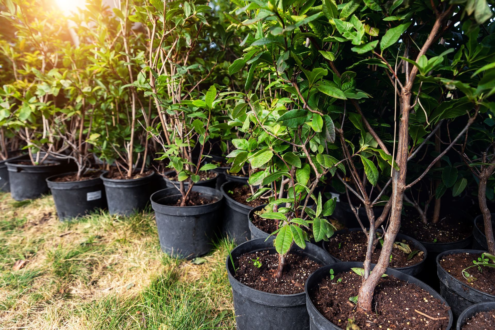 Rows of potted saplings with green leaves and brown stems, in black containers, outdoors.