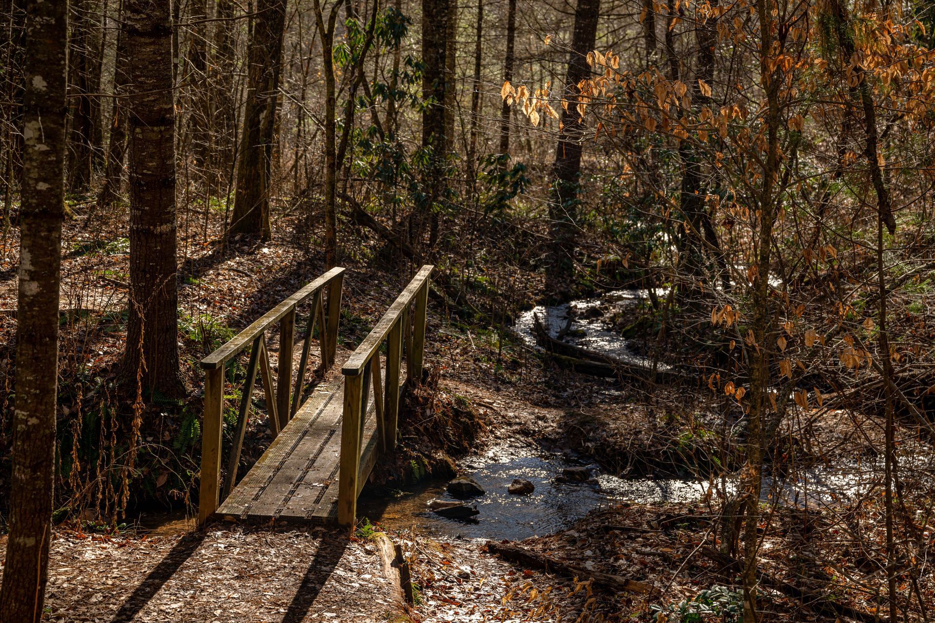 Wooden footbridge over a stream in a sunlit forest.