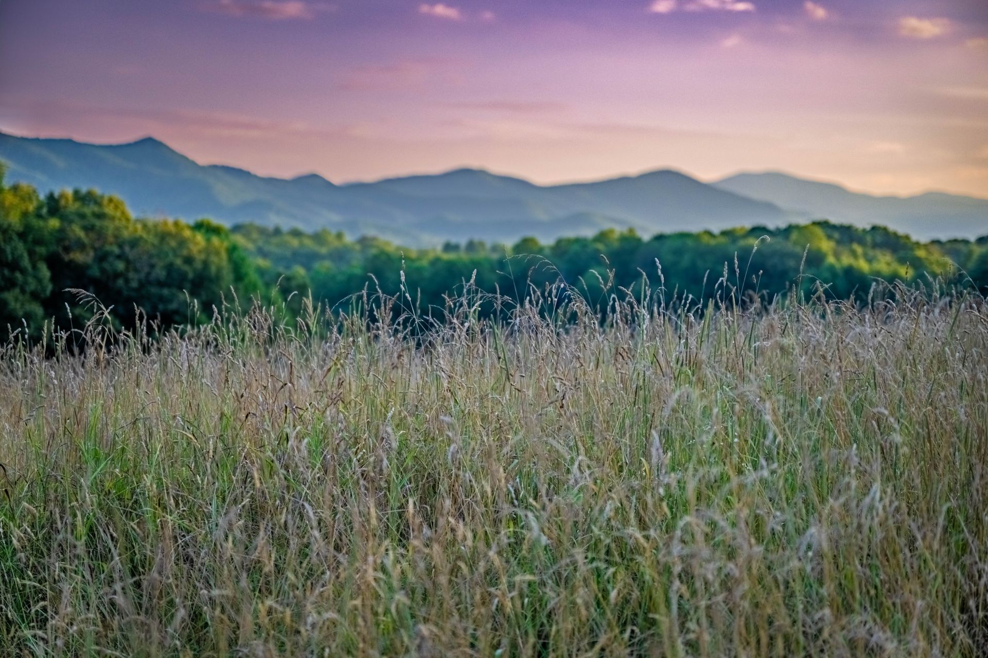 Wild grassy field at sunset with layered mountains and trees in the distance
