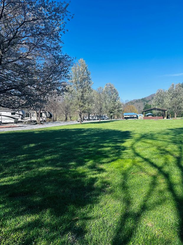 Green grassy park under a clear blue sky with blooming trees.