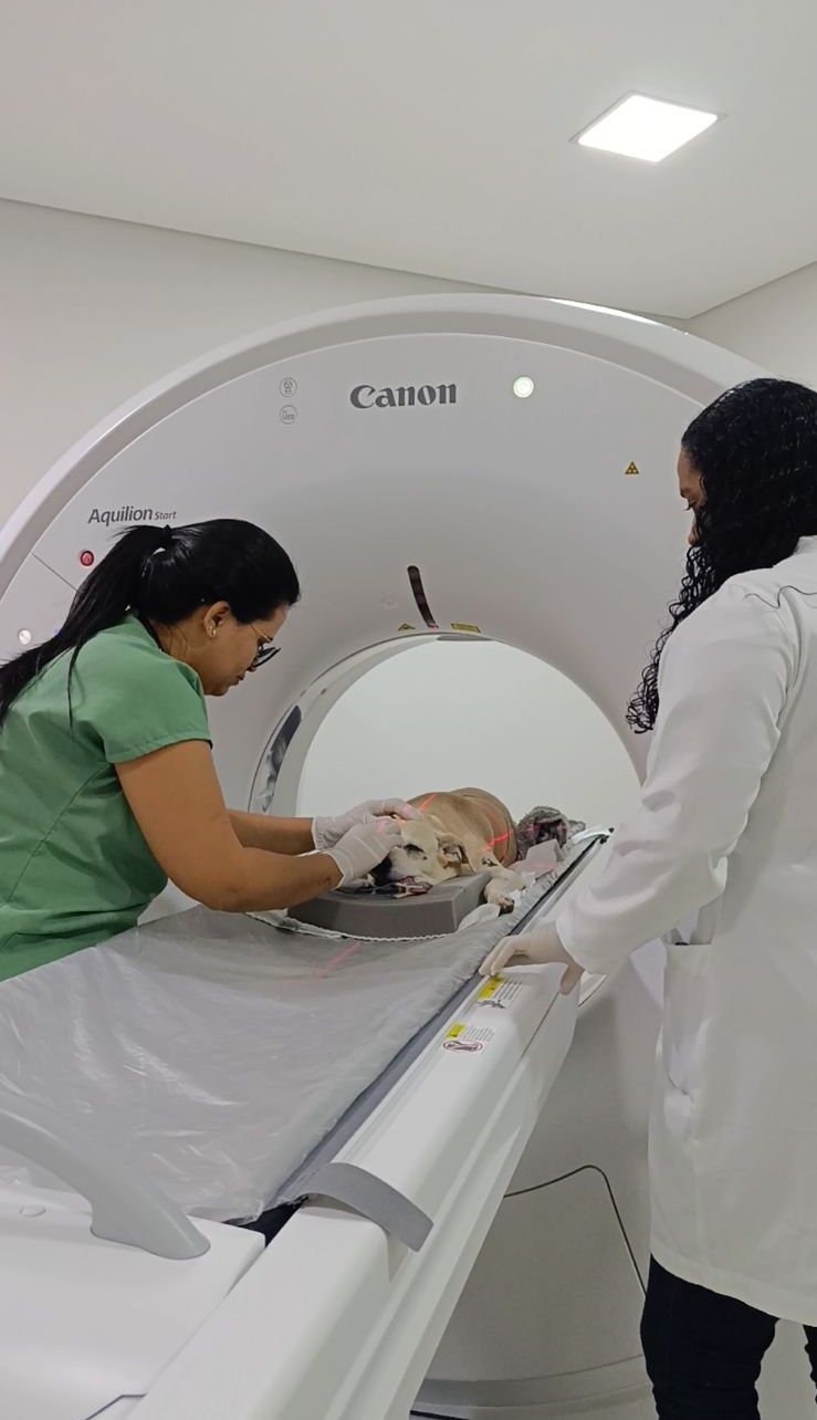 Cachorro deitado dentro de um scanner médico, com expressão preocupada. Pelagem branca e marrom.